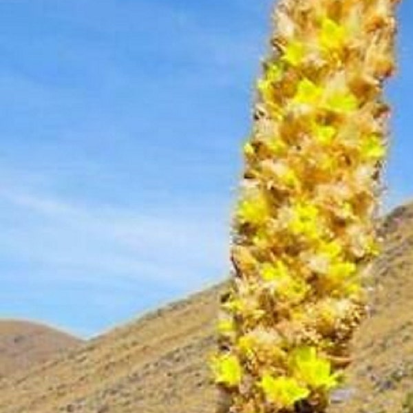Puya Yakespala - Yakespala Bromeliad - Yellow Desert Bromeliad - 10 Seeds