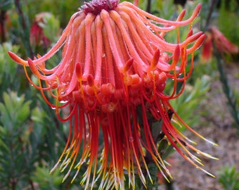 Leucospermum Reflexum - Skyrocket Leucospermum -Rare Rocket Pincushion - 3 Seeds