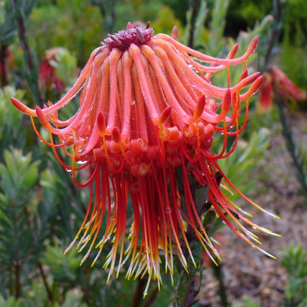 Leucospermum Reflexum - Skyrocket Leucospermum -Rare Rocket Pincushion - 3 Seeds