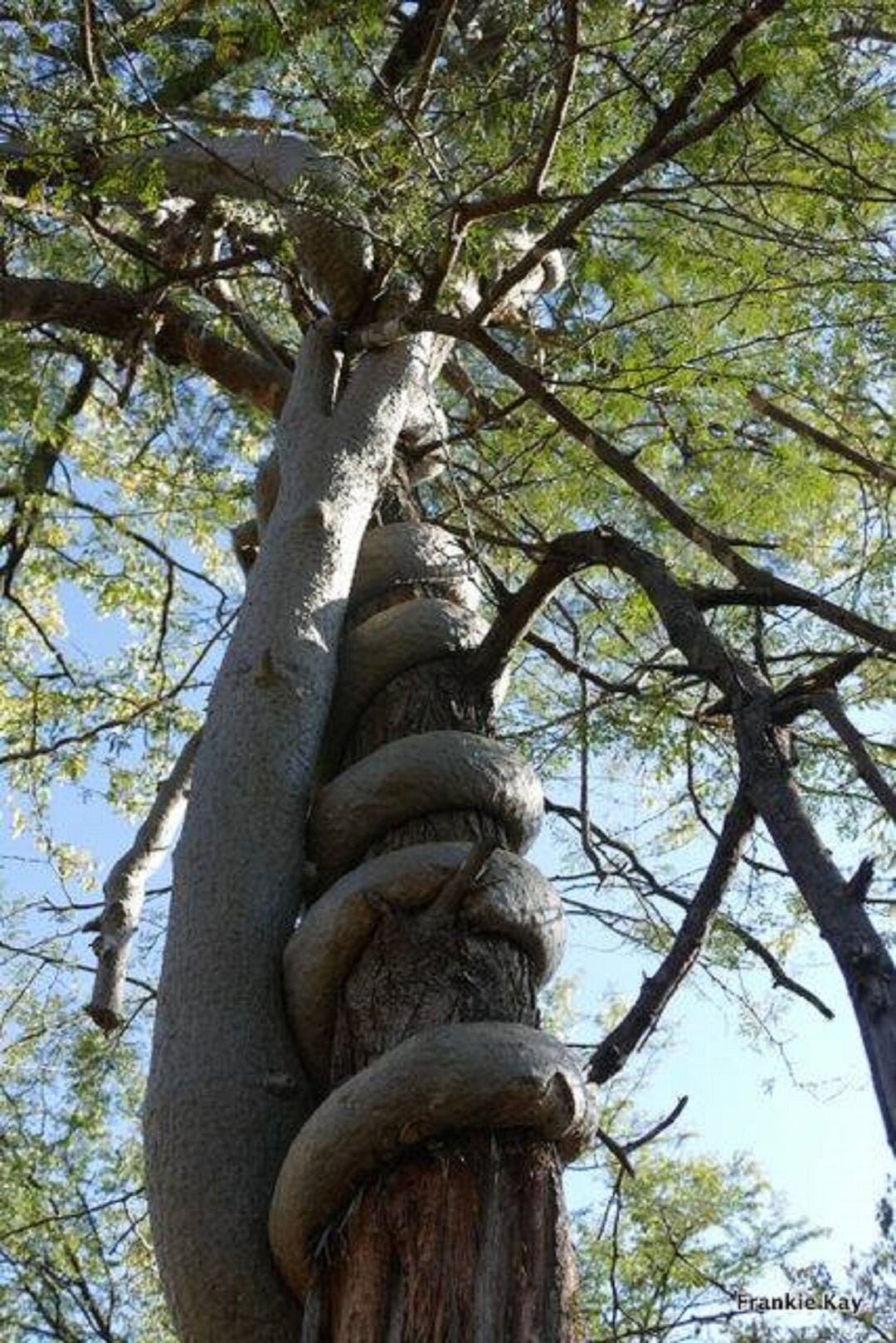 Fockea Multiflora Python Vine Creeper rare 3 Seeds - Etsy