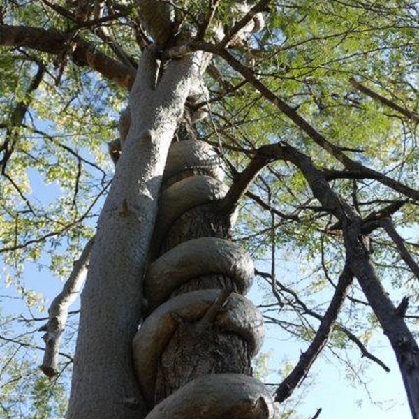 Fockea Multiflora – Python Vine Creeper – Rare – 3 graines