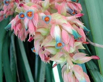 Puya Dyckioides * Gorgeous Pink Pastel Colors * Bromeliad * Very RARE * 5 Seeds