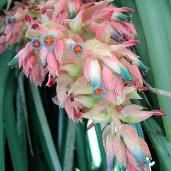 Puya Dyckioides * Gorgeous Pink Pastel Colors * Bromeliad * Very RARE * 5 Seeds