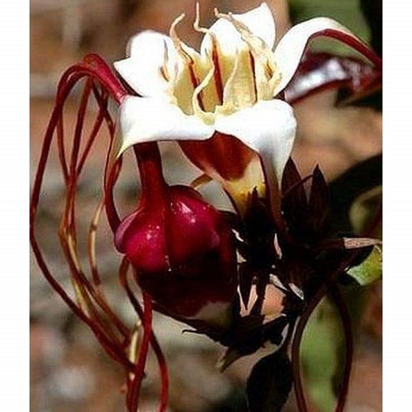 Strophanthus Petersianus * Poison Rope * Stunning Shrub * Very Rare 5 Seeds