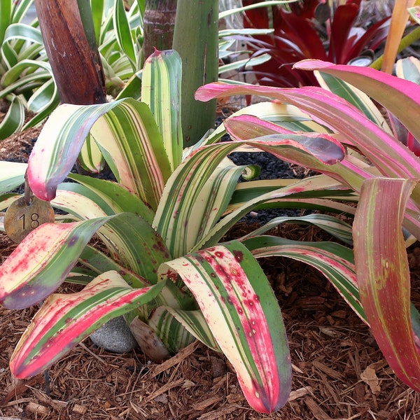 Aechmea Lueddemanniana - Pink Flowers Purple  Berries - Ornamental House Plant - 10 Seeds