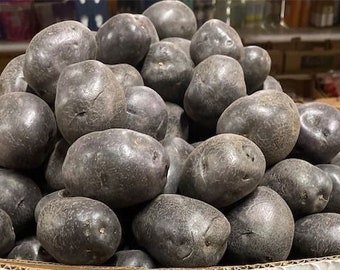 Black Potato - Shetland Black Potato - 10 Seeds - TPS True Potato Seeds - Rare