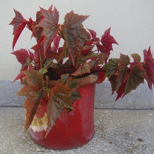 Begonia Coccinea Angel Wing Begonia Tropical Stunning Flowers 10 Seeds image 5