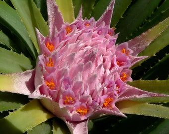 Ochagavia Carnea * Impresionante Bromelia Chilena Subtropical * Muy Rara * 5 Semillas *