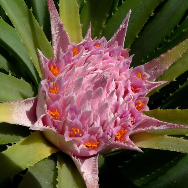 Ochagavia Carnea * Stunning Sub-Tropical Chilean Bromeliad * Very Rare * 5 Seeds *