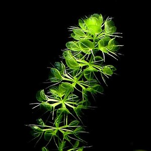 Aldrovanda vesiculosa Waterwheel Plant Carnivorous Aquatic Very Rare 3 Seeds image 1