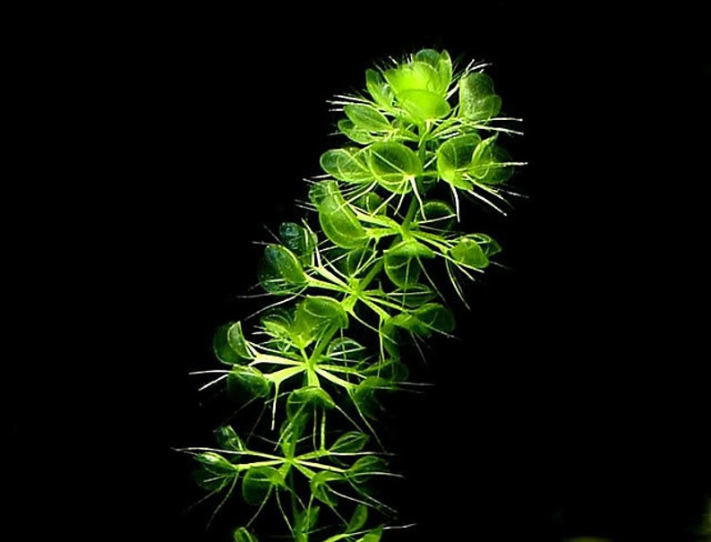 Aldrovanda vesiculosa Waterwheel Plant Carnivorous Aquatic Very Rare 3 Seeds image 1