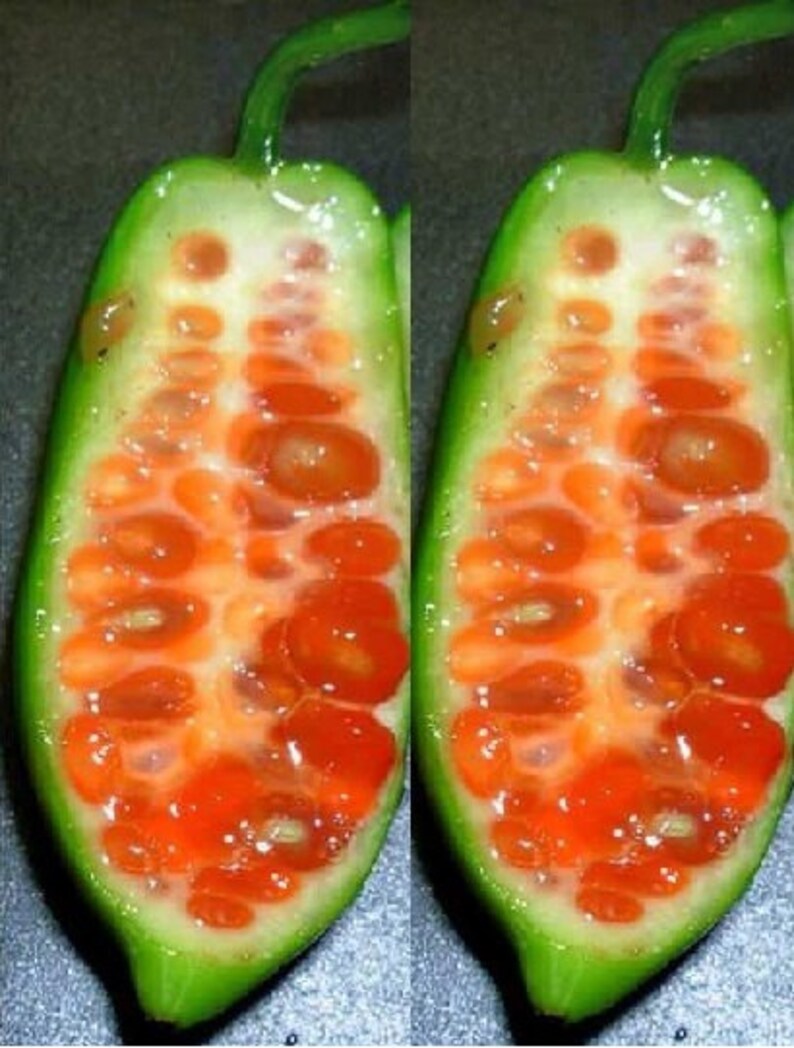 Coccinia Sessilifolia Rare 5 Fresh Seeds Africa Red Wild Cucumber Climber