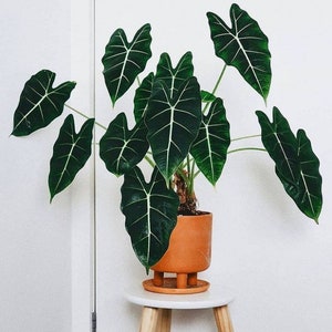 Alocasia Micholitziana - Green Velvet - Taro - Green Velvet Alocasia - 10 Seeds