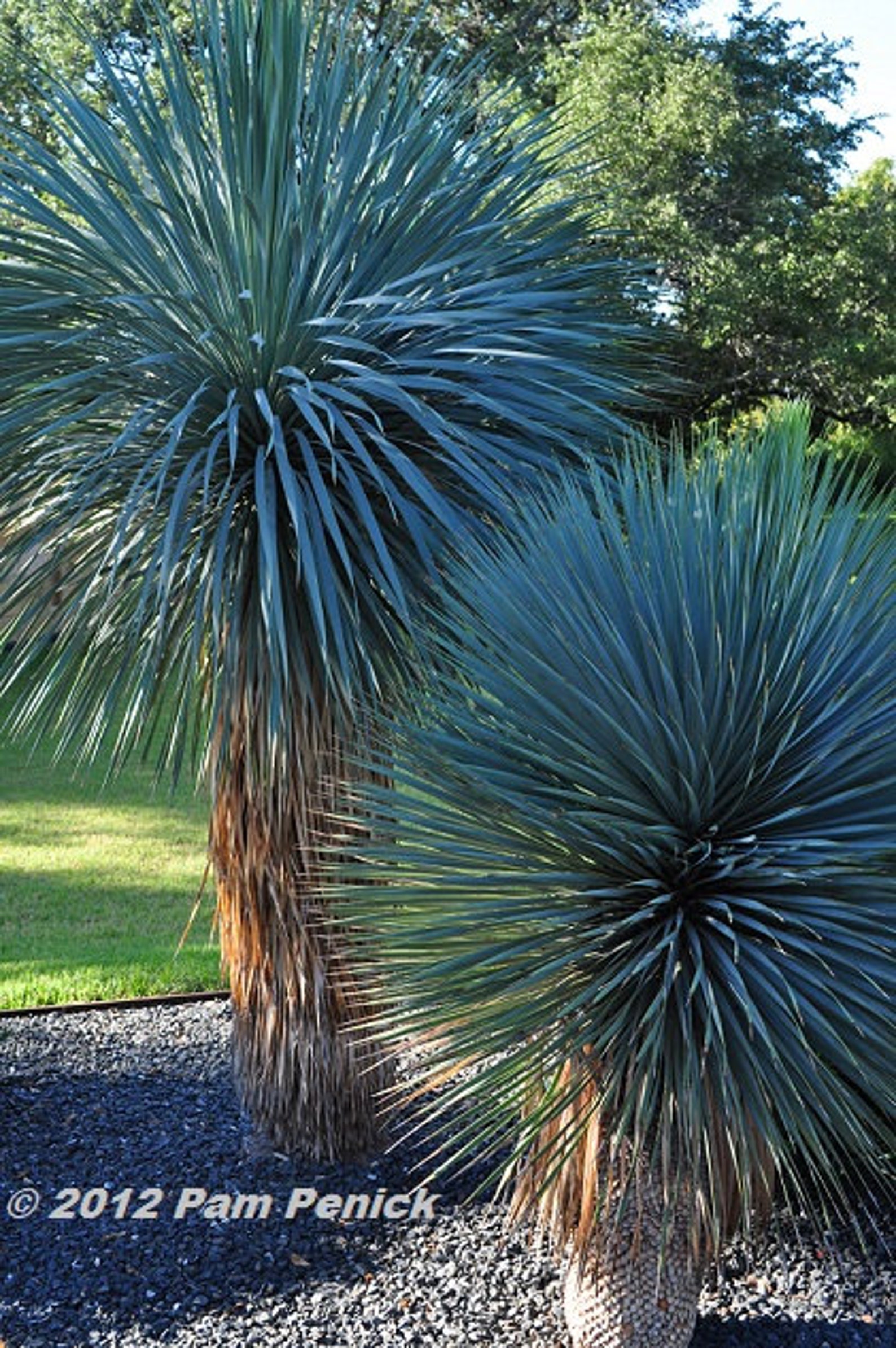 Blue Yucca Rostrata Old Man Beaked Yucca Exotic 5 Seeds Rare Etsy