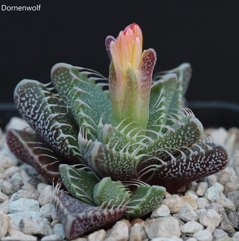 Faucaria Felina Tiger Jaws Rare Succulent Plant 10 Seeds image 2