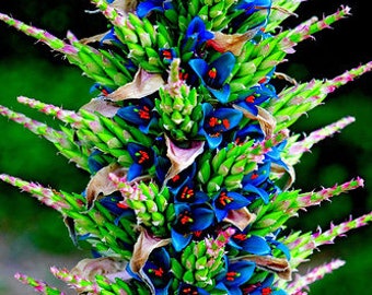 Puya Berteroniana Alpestris Sapphire Tower 10 semi fiori incredibili RARI!