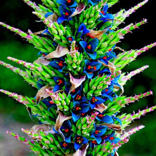 Puya Berteroniana Alpestris Sapphire Tower 10 Seeds Amazing Flowers RARE !