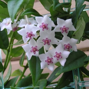 Hoya Polyneura - Fishtail - Climbing House Plant - Rare - 10 Seeds