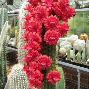 Bolivicereus Cleistocactus Samaipatanus * Very Rare * Amazing Cactus * 10 Seeds