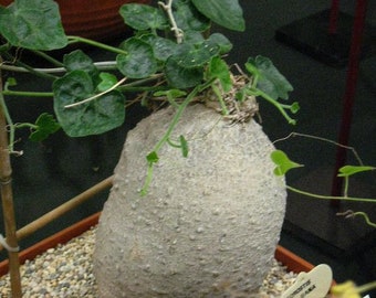 Kedrostis Africana - Baboon's Cucumber - Ultra Rare Succulent Caudex - 3 Seeds