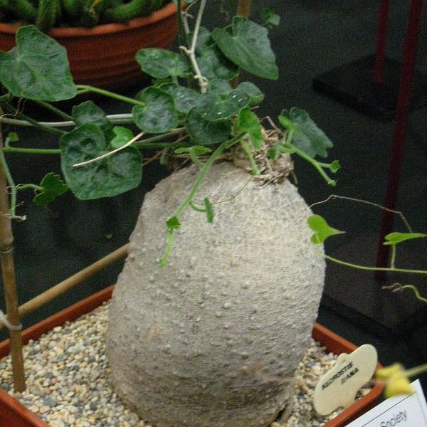 Kedrostis Africana - Baboon's Cucumber - Ultra Rare Succulent Caudex - 3 Seeds