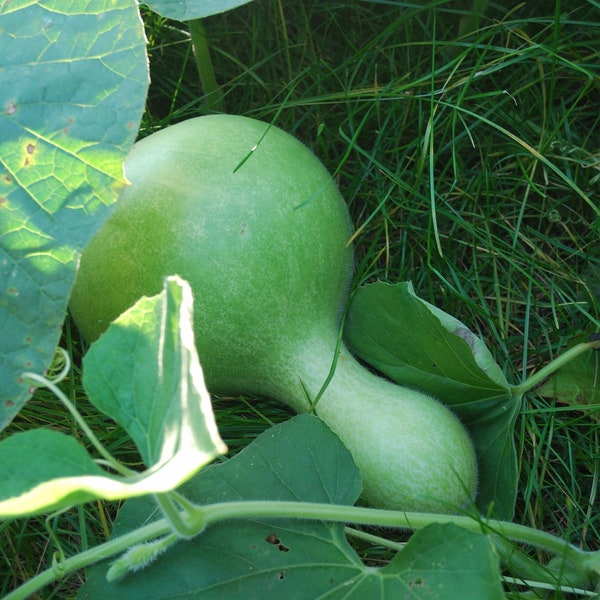 Calabash - Lagenaria Siceraria - Bottle Gourd - Vine Fruits Vegetable - 20 Seeds - Unique