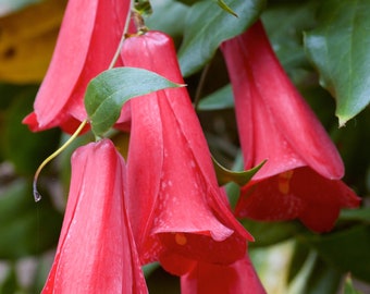 Lapageria Rosea - Chilean Bell Flower - Copihue - Climbing Plant - Waxy Pink Lavender Flowers -  3 Fresh Seeds - Very RARE