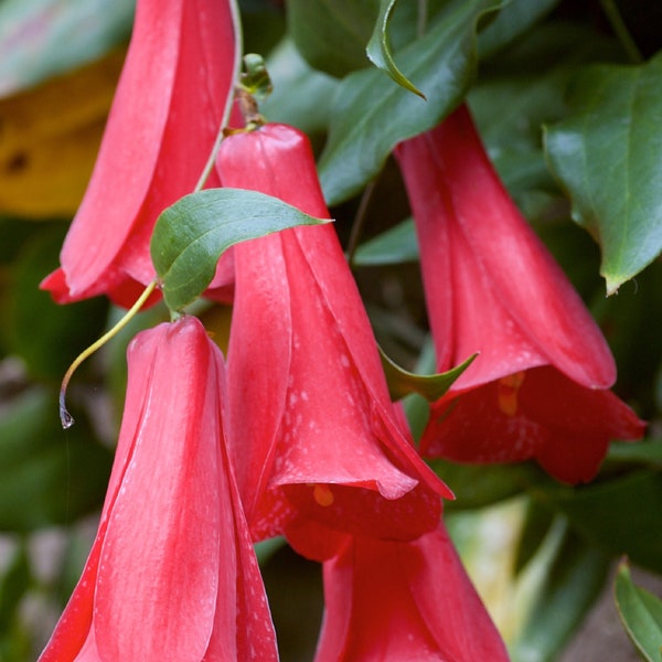 Lapageria Rosea - chilenische Glockenblume - Copihue - Kletterpflanze - Wachsartige rosa Lavendelblüten - 3 frische Samen - Sehr SELTEN