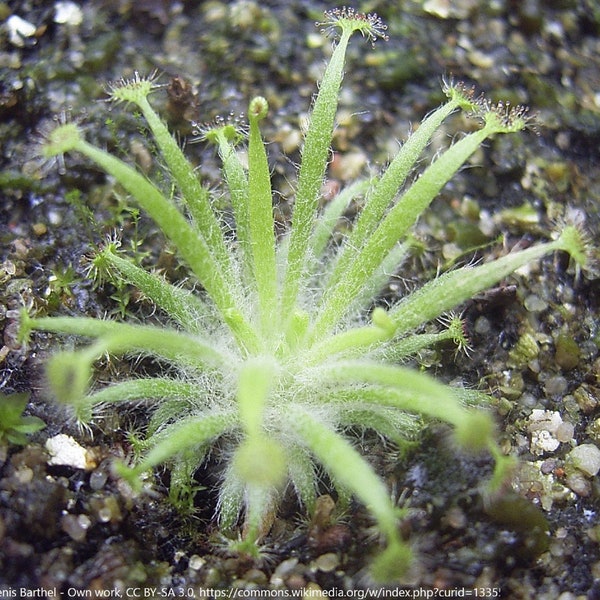 Drosera Dilatato-Petiolaris - Australia Rare Carnivorous Plant - 5 Seeds