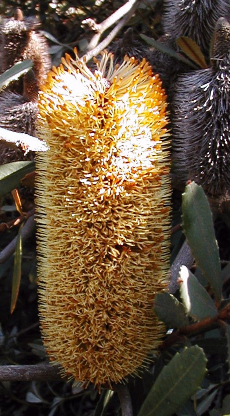 Banksia Conferta Glasshouse Banksia Stunning Shrub Very Rare Limited 5 Seeds image 1