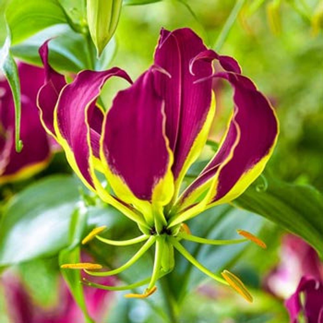 Gloriosa Carsonii Exotic Purple Glory Lily Rare 5 Seeds - Etsy