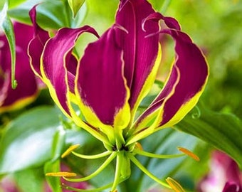 Gloriosa Carsonii - Exotic Purple Glory Lily - Rare - 5 Seeds