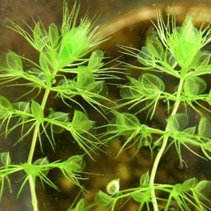 Aldrovanda vesiculosa Waterwheel Plant Carnivorous Aquatic Very Rare 3 Seeds image 2