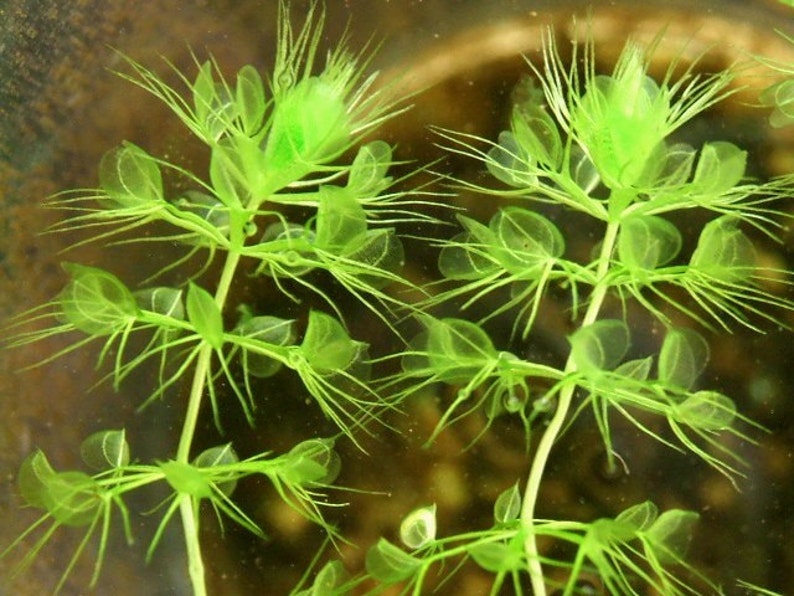 Aldrovanda vesiculosa Waterwheel Plant Carnivorous Aquatic Very Rare 3 Seeds image 2