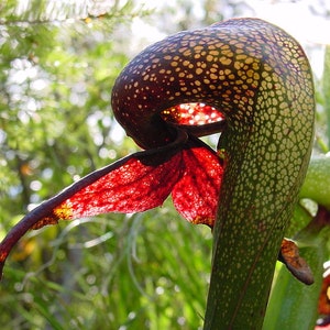 Darlingtonia Californica * Cobra Lily * Carnivorous California Pitcher Plant * Rare * 5 Seeds *