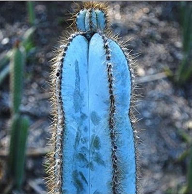 blue cactus blue cactus