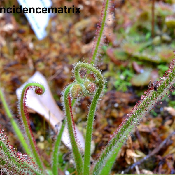 Drosera Spiralis - 5 Seeds - Carnivorous - Very Rare - Limited