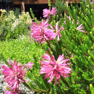 Erica Verticillata Pink Marsh Heath Amazing Tropical Shrub 10 Tiny Rare Seeds image 1