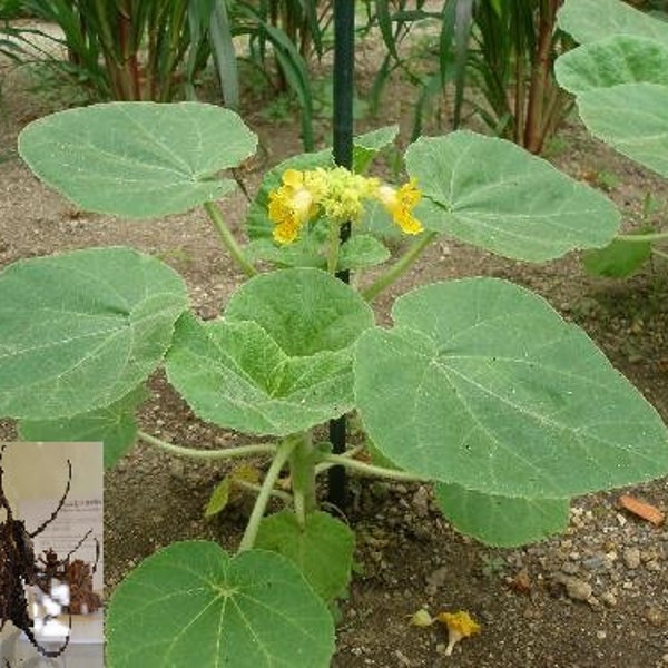 Ibicella Lutea # Griffe du Diable # Protocarnivore # Diablo_PlanT # 5 Graines RaRe