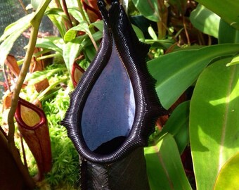 Nepenthes Naga * Highland Tropical Pitcher Plant * Very Rare * Limited * 5 Seeds *