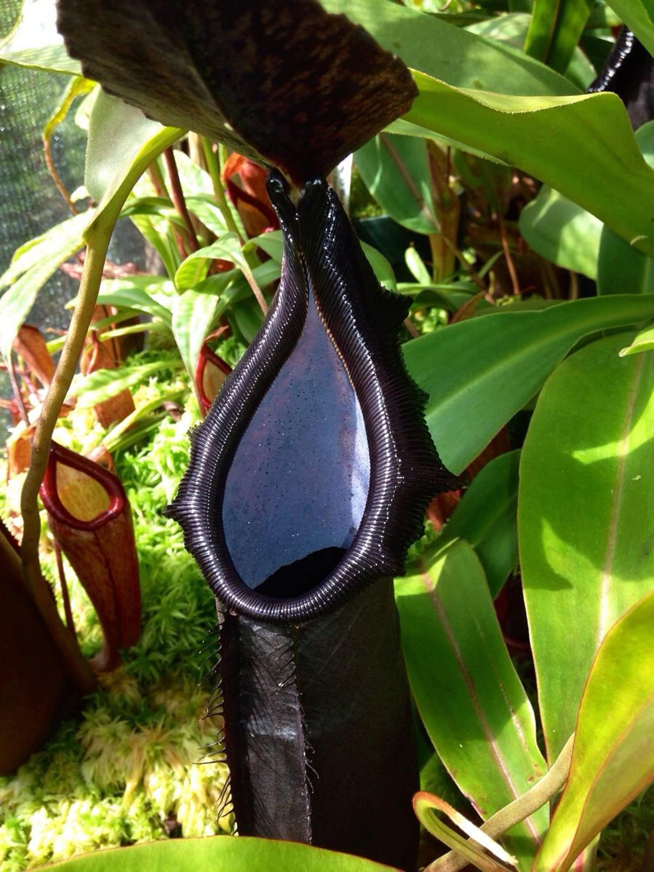 Nepenthes Naga * Highland Tropical Pitcher Plant * Very Rare * Limite…