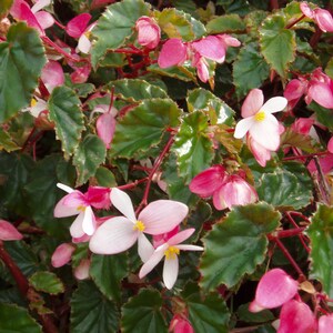 Begonia Coccinea Angel Wing Begonia Tropical Stunning Flowers 10 Seeds image 3