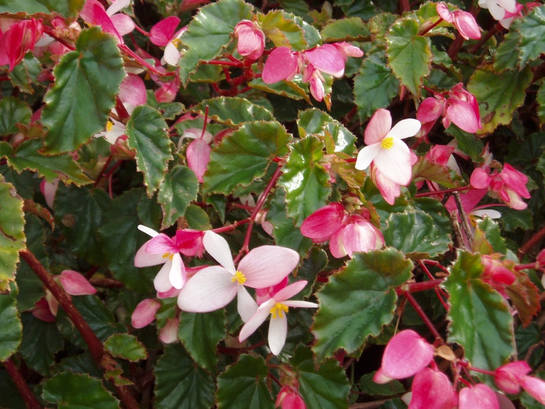 Begonia Coccinea Angel Wing Begonia Tropical Stunning Flowers 10 Seeds image 3
