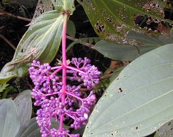 Medinilla Cummingii * Exotic * Chandelier Plant * VERY RARE 5 Seeds * Limited