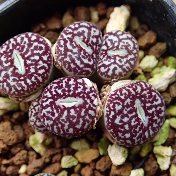 Conophytum Minimum Wittebergense - Rare Succulent - 5 Seeds