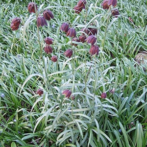 Fritillaria Ruthenica Black Night Flower Limited Quantity VERY RARE 3 Seeds image 5