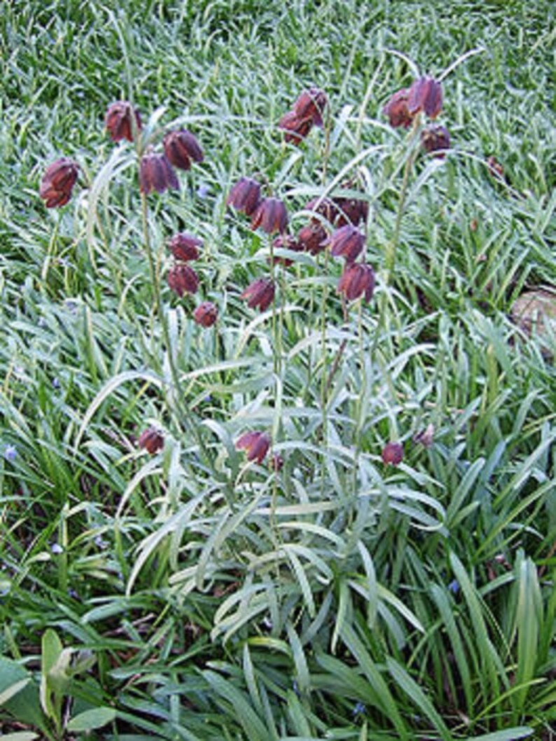 Fritillaria Ruthenica Black Night Flower Limited Quantity VERY RARE 3 Seeds image 5