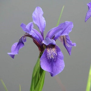 Iris Bulleyana ~ Sino Siberian Iris ~ Atemberaubende blaue Blumen ~ Seltene 5 Samen ~