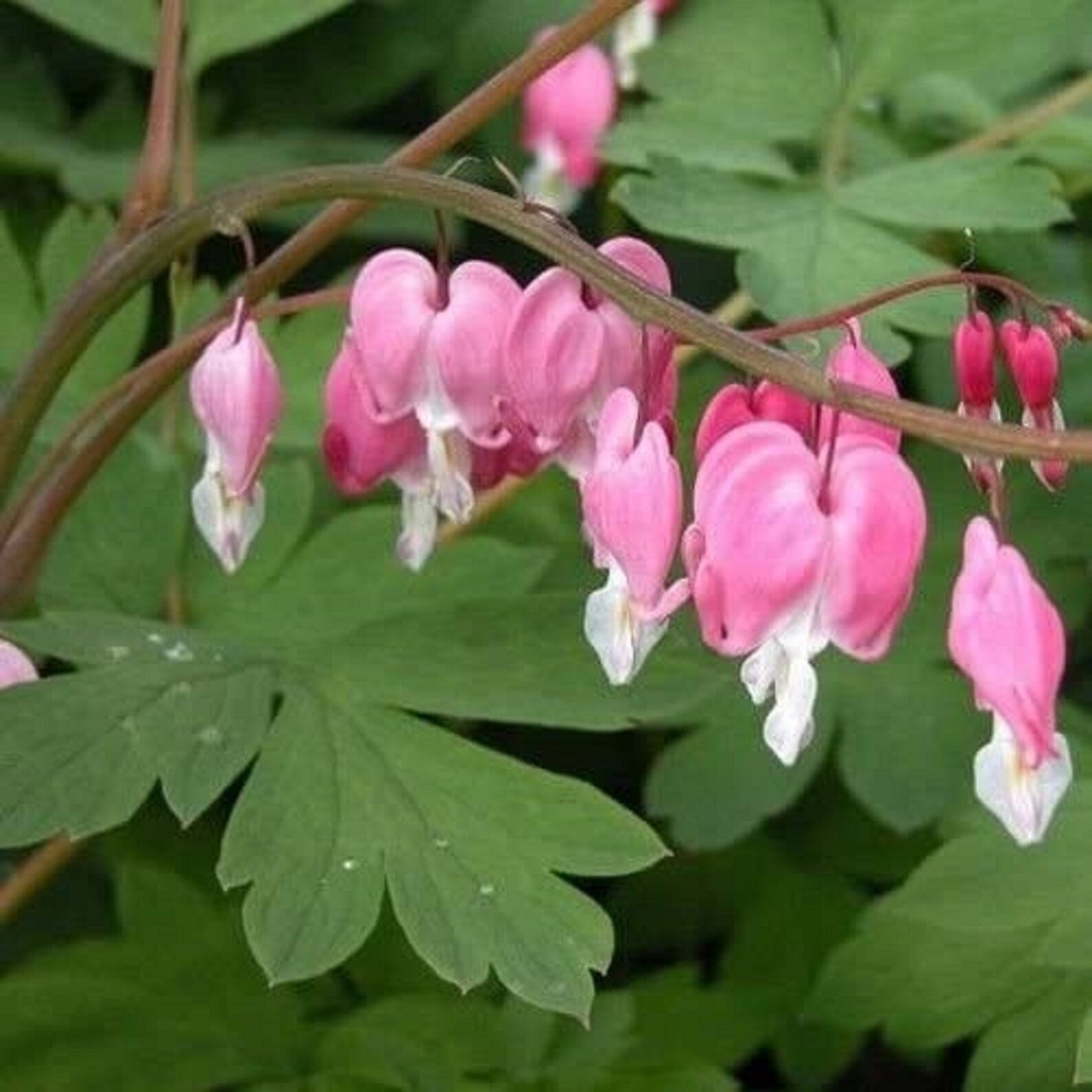 Dicentra Eximia Fringed Bleeding Heart Compact Perennial Etsy