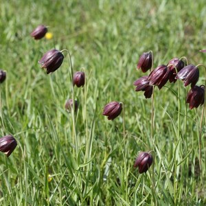 Fritillaria Ruthenica Black Night Flower Limited Quantity VERY RARE 3 Seeds image 2